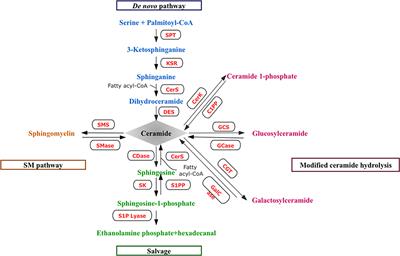 The key role of sphingolipid metabolism in cancer: New therapeutic targets, diagnostic and prognostic values, and anti-tumor immunotherapy resistance